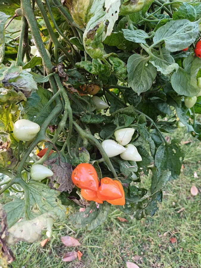 bush tomato F1 Sweet Valentine