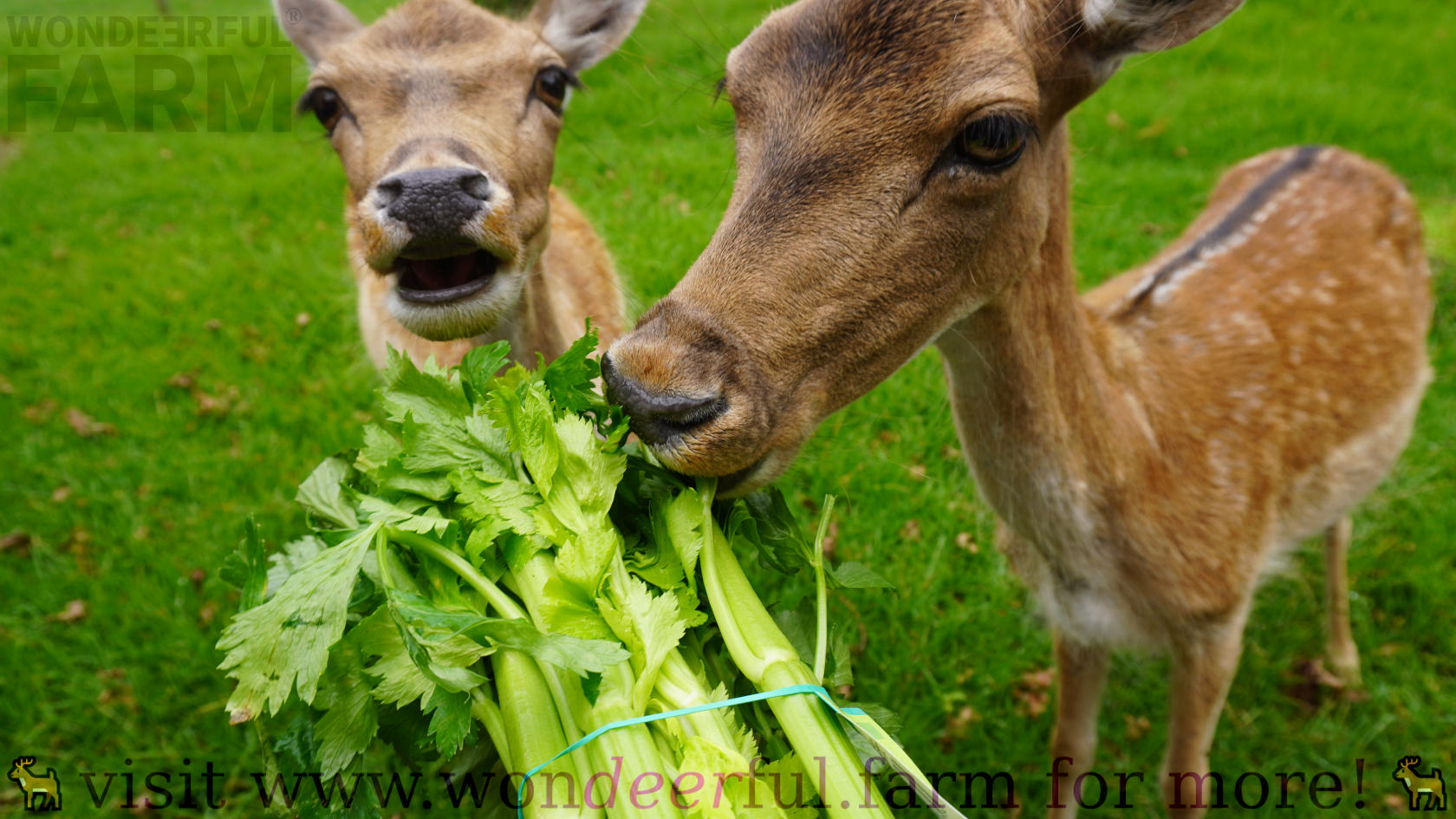 Do Deer Eat Celery? (Farmer's Facts + Video)