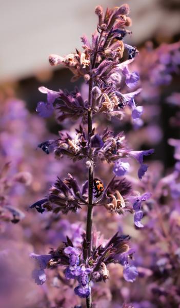 catnip plant deer resistant and attracts ladybugs