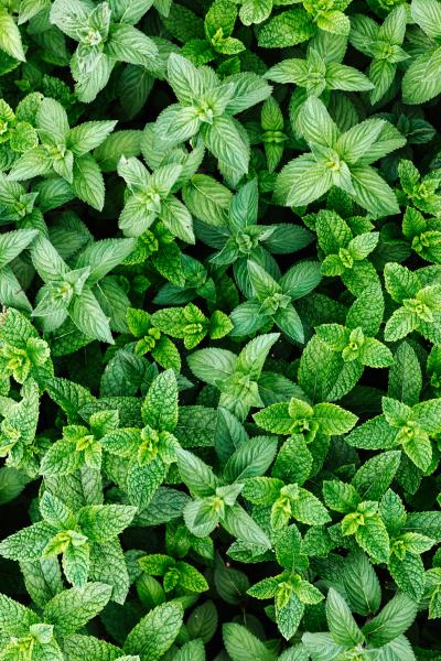 mint plant