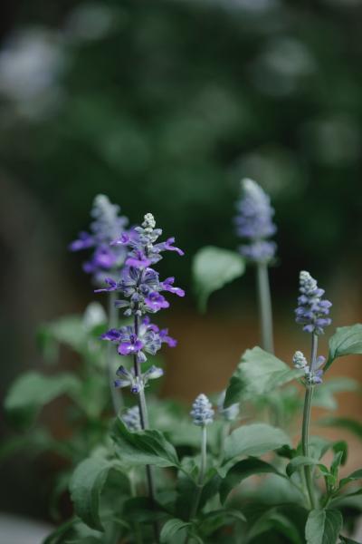 sage usually is deer resistant