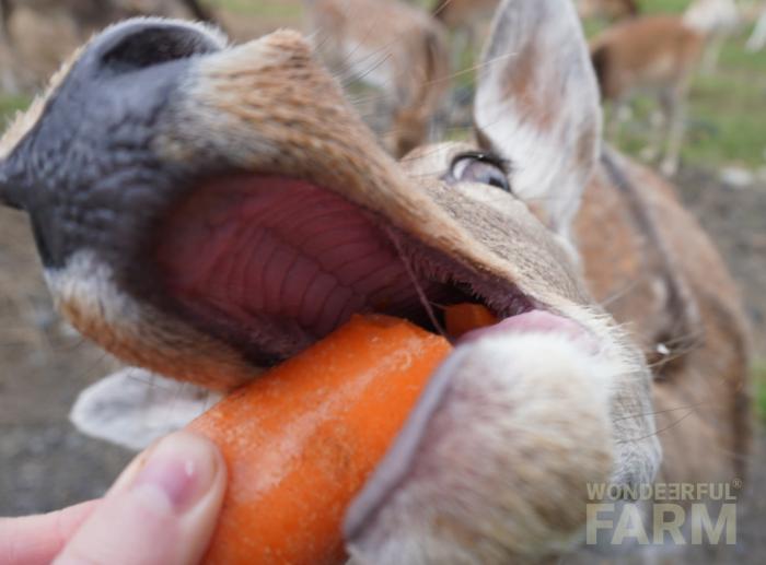 deer mouth anatomy