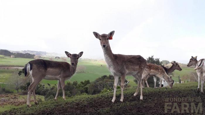 pretty deer