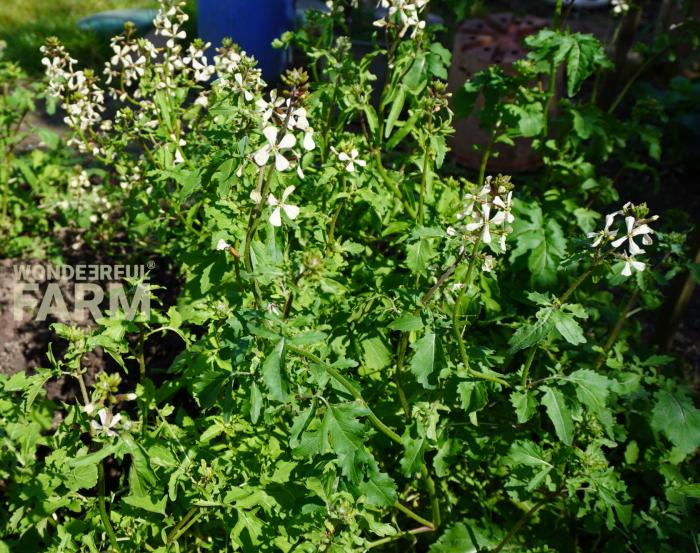 flowering arugula