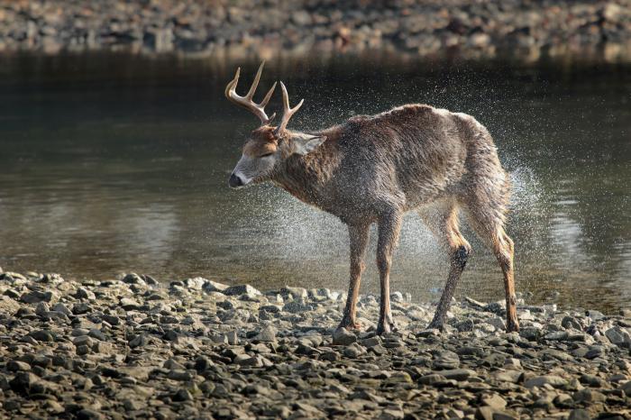 buck getting dry after swimming