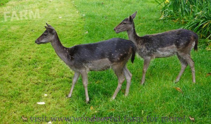 same two fawns side by side