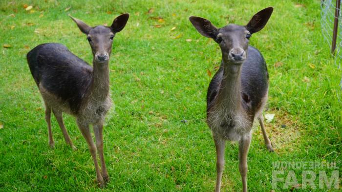 cute Charky the doe