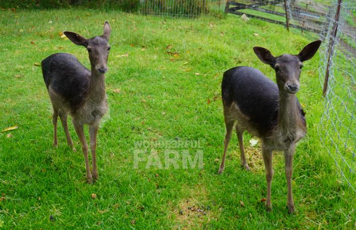 Fawns - Fluffy and Charky in December 2023