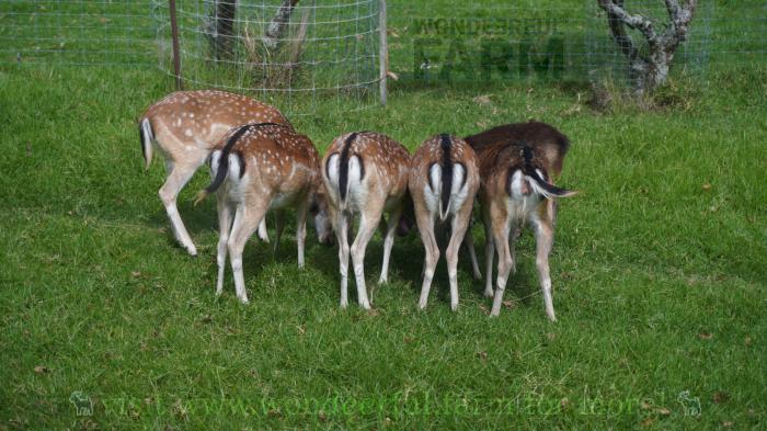 deer bums