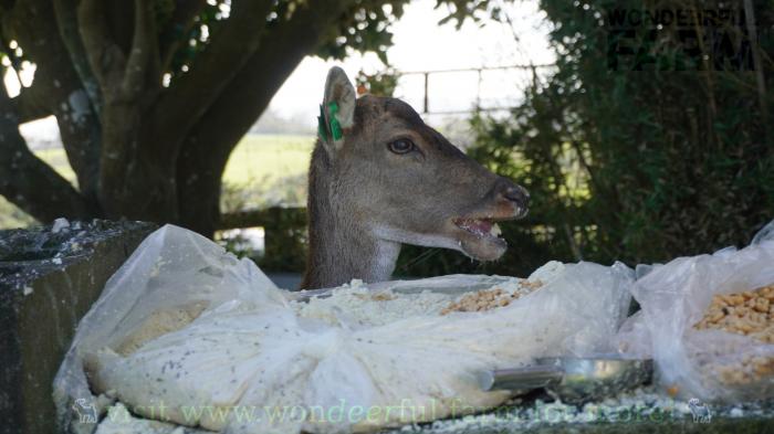 doe found soy