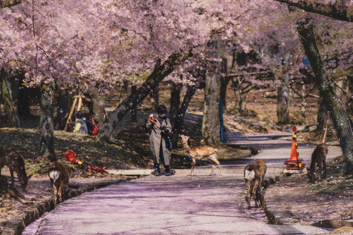 nara deer park Japan