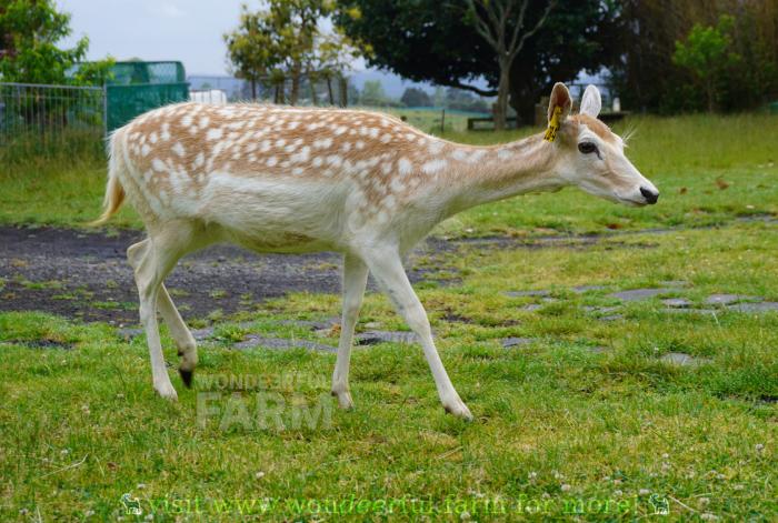 carefully treading deer