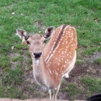 deer Junkie at wondeerful farm