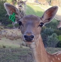 deer  at wondeerful farm