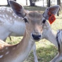 deer  at wondeerful farm