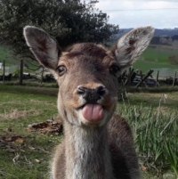 deer Big Mama at wondeerful farm