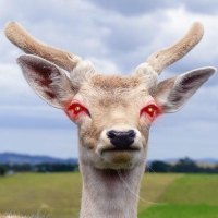 deer Dwarfie at wondeerful farm