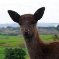 deer FluffyDuck at wondeerful farm