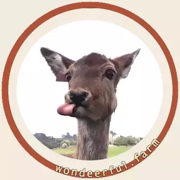 funny deer pictures animated gif
