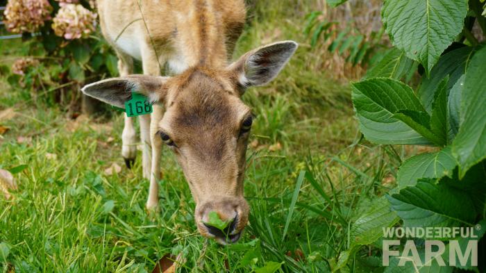 old deer