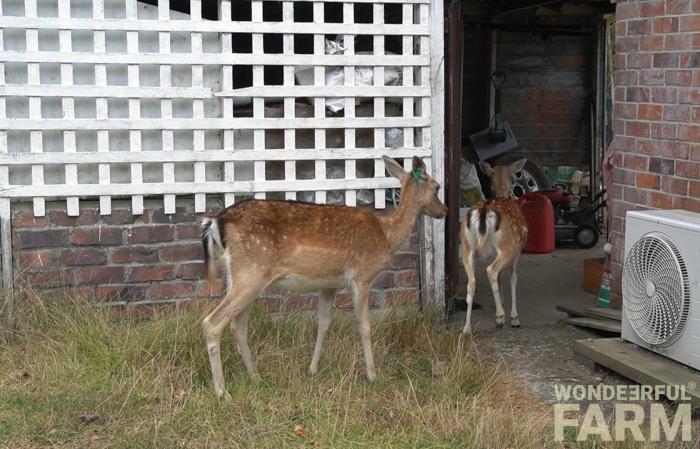 deer pets