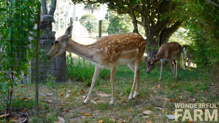 tame deer