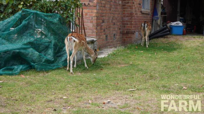 deer by the house