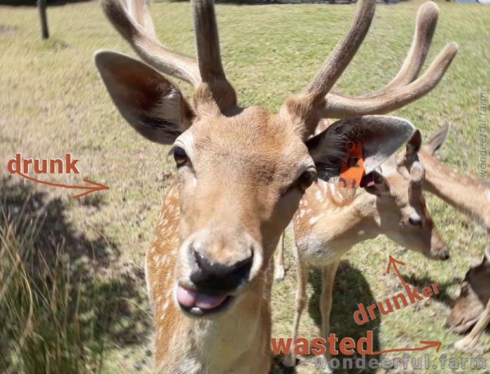 drunk deer