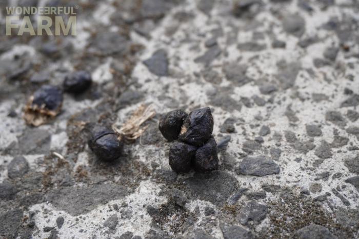 deer poop image on concrete