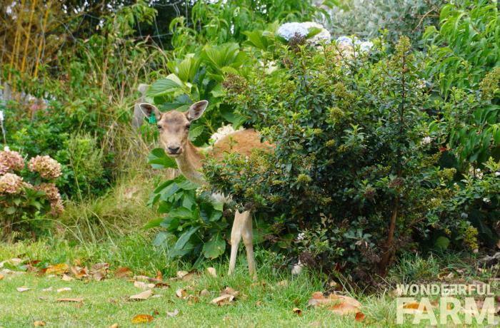 old deer in bushes