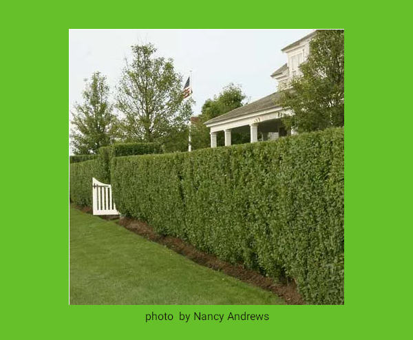privet hedge against deer