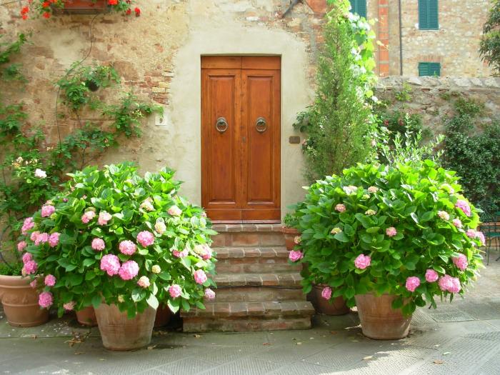 beautiful hydrangea planted by the house