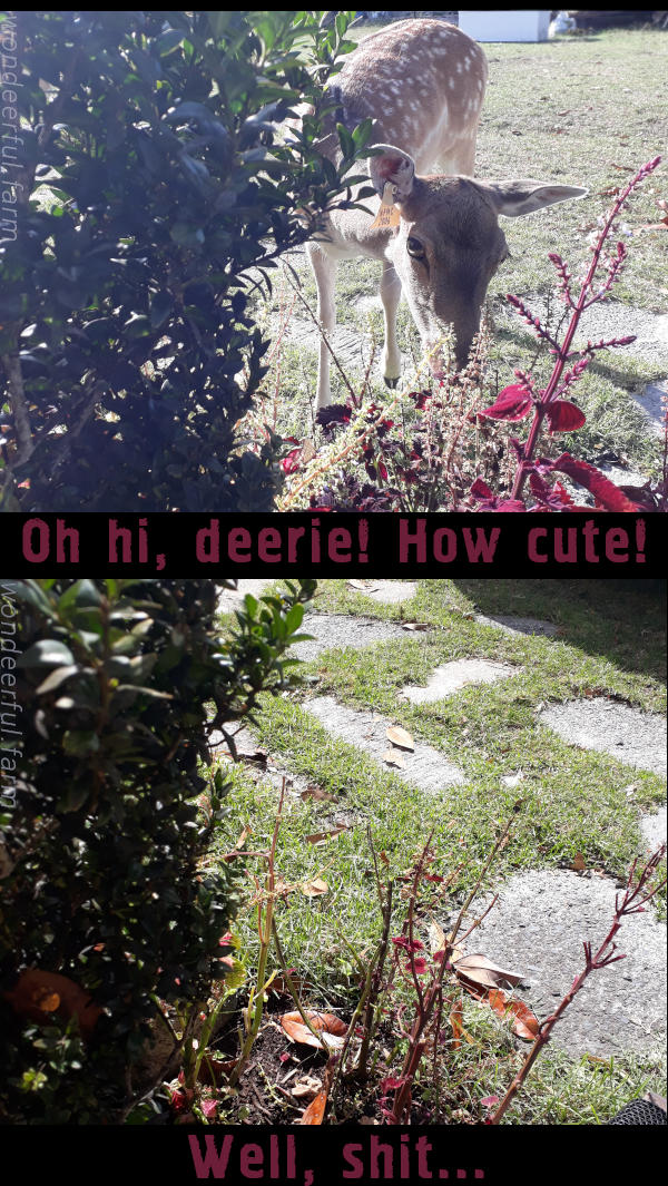 deer eating garden