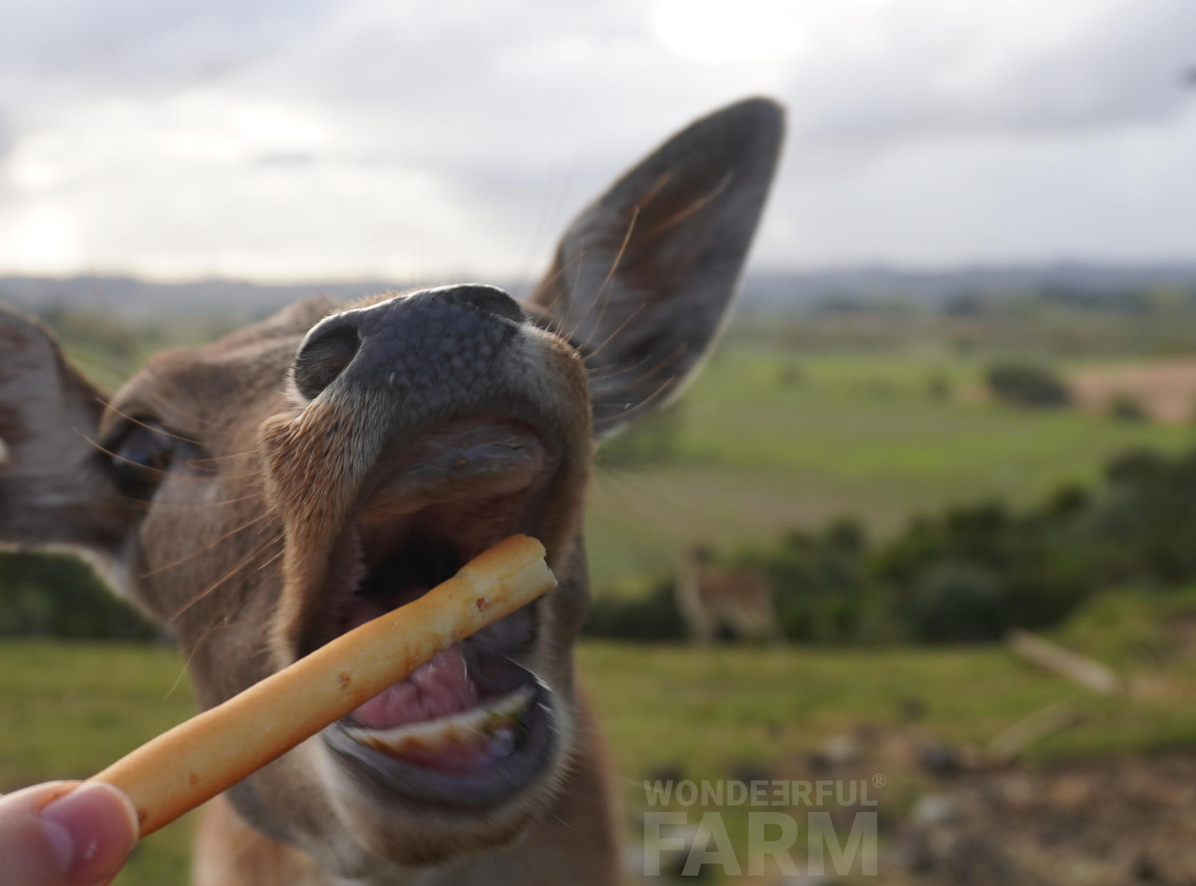 deer wide open mouth