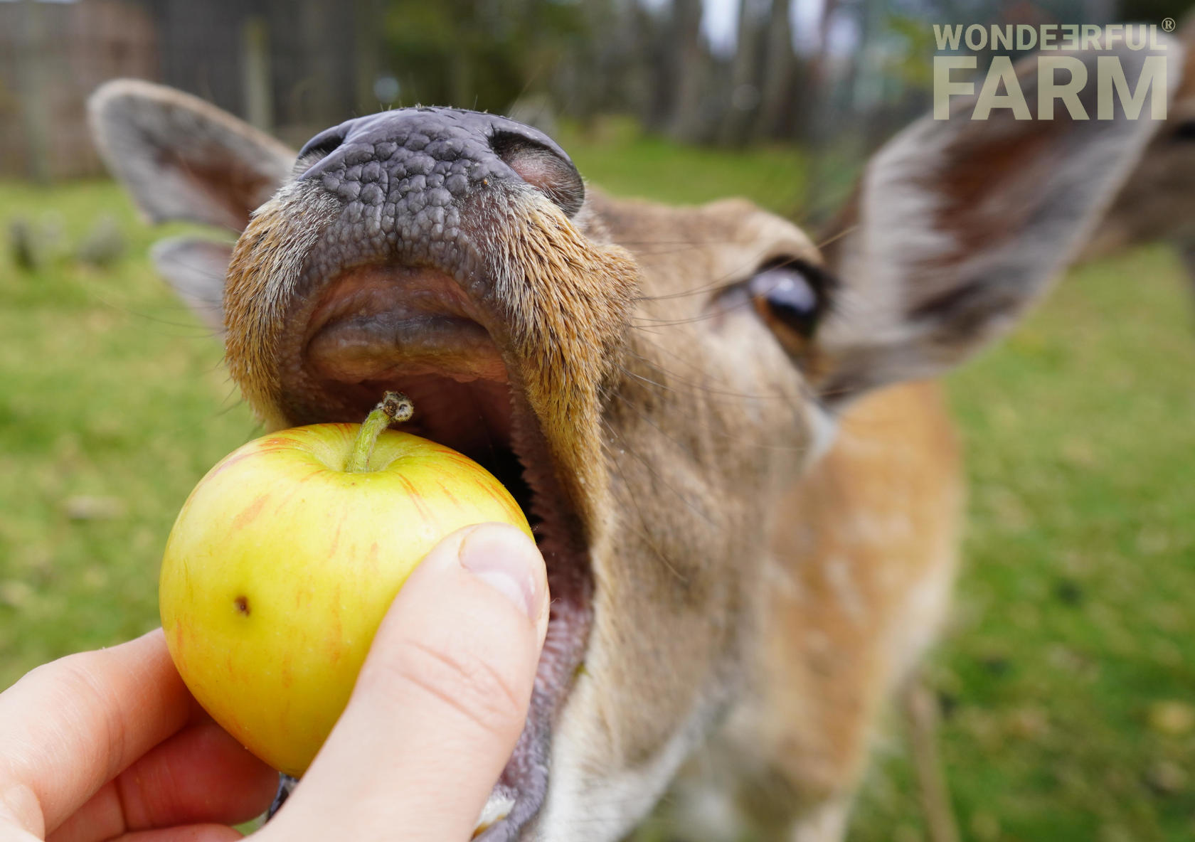 open deer mouth