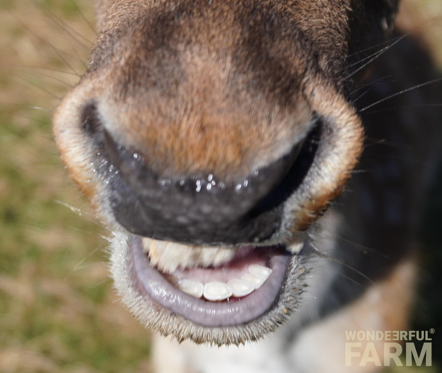 deer lower teeth