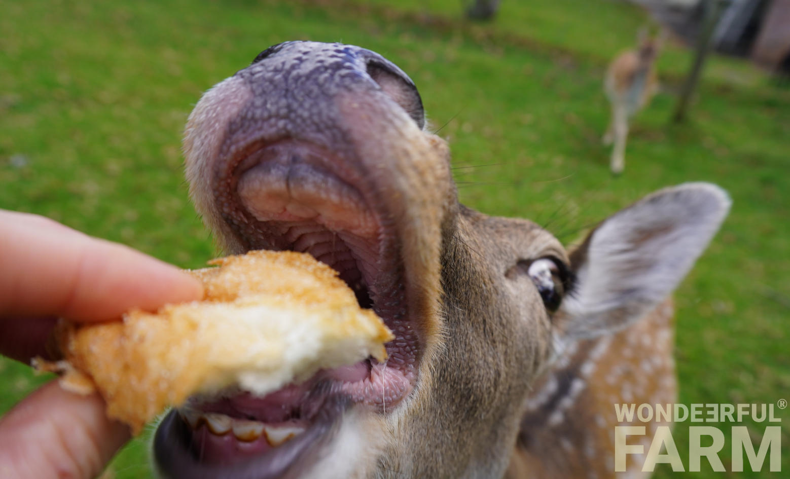 fallow deer mouth anatomy