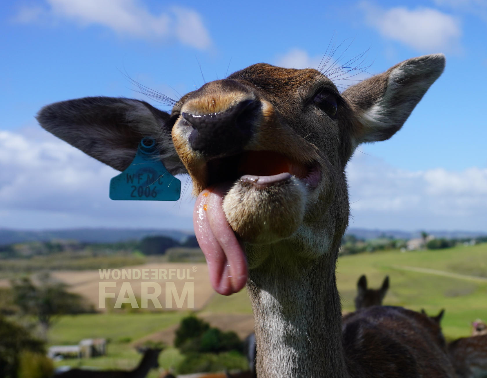deer tongue hanging out