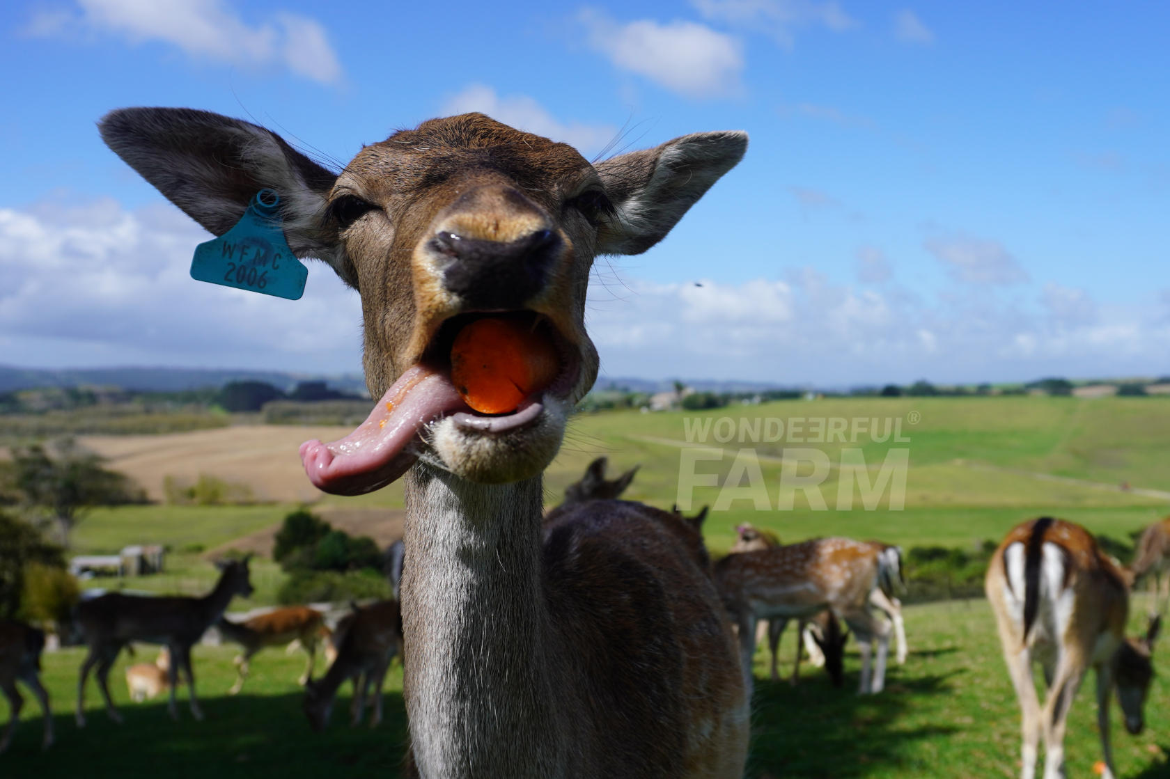funny deer tongue out
