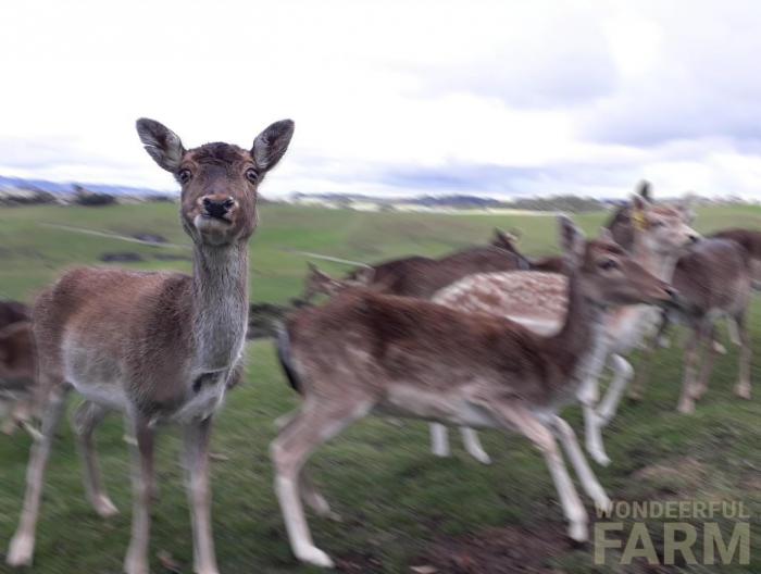 oh damn! funny deer picture