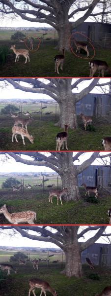 deer play running around
