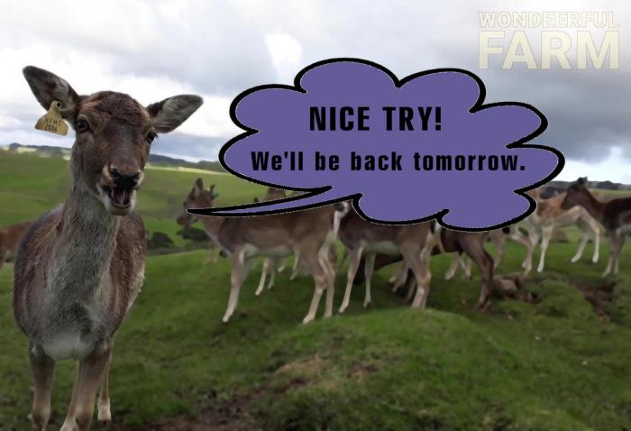 scare away deer?