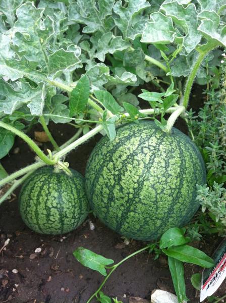 watermelon plant with fruits