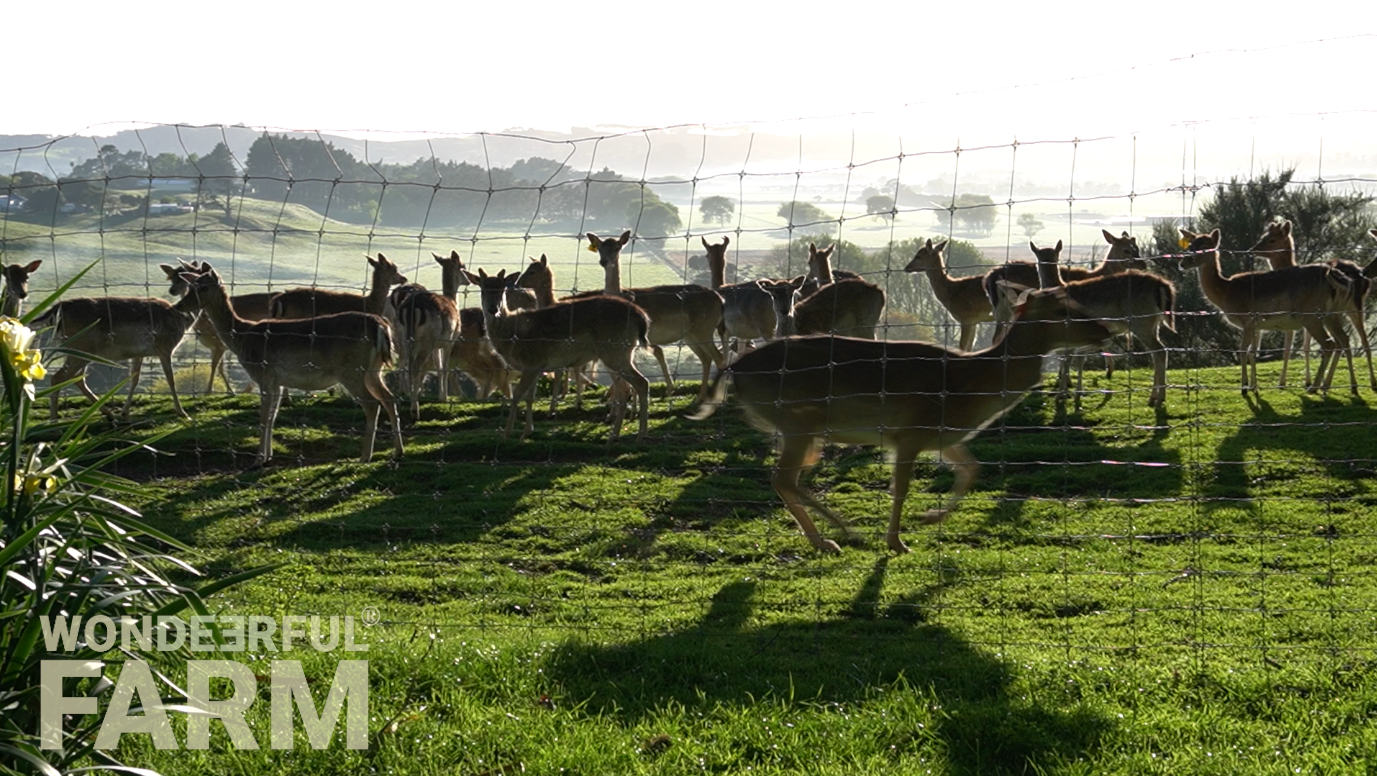 buck chased