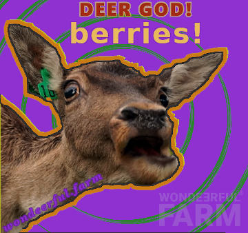 berries for deeries