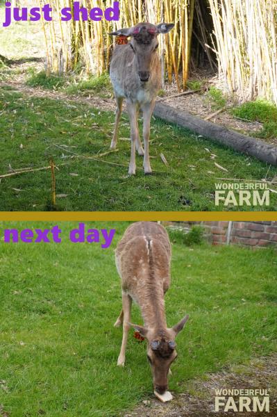buck no antlers