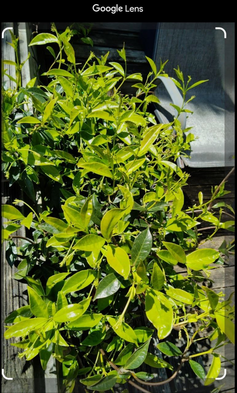 jasmine variety