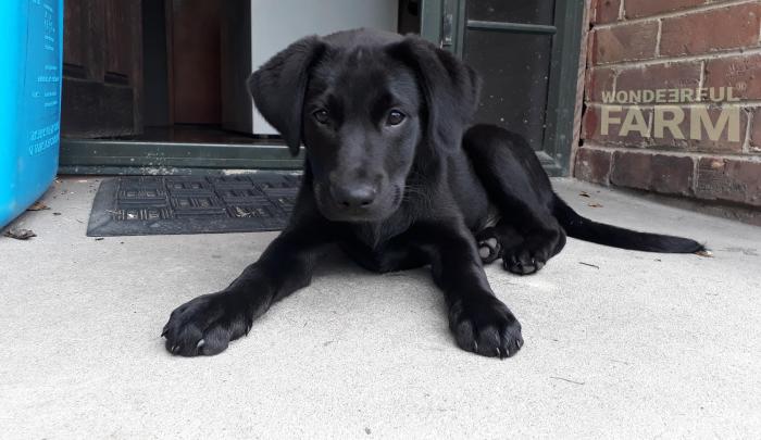 puppy on deer farm