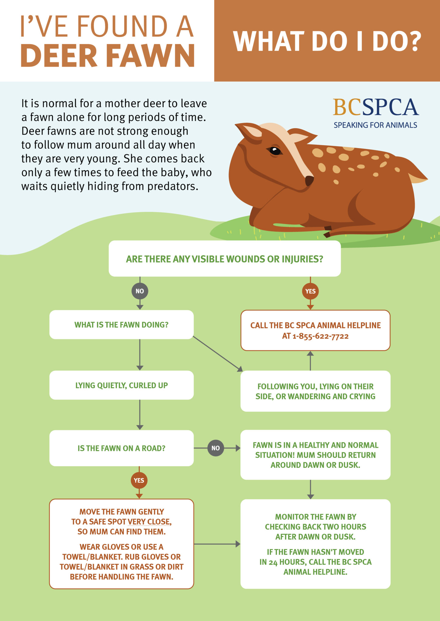 SPCA advice re fawn found alone