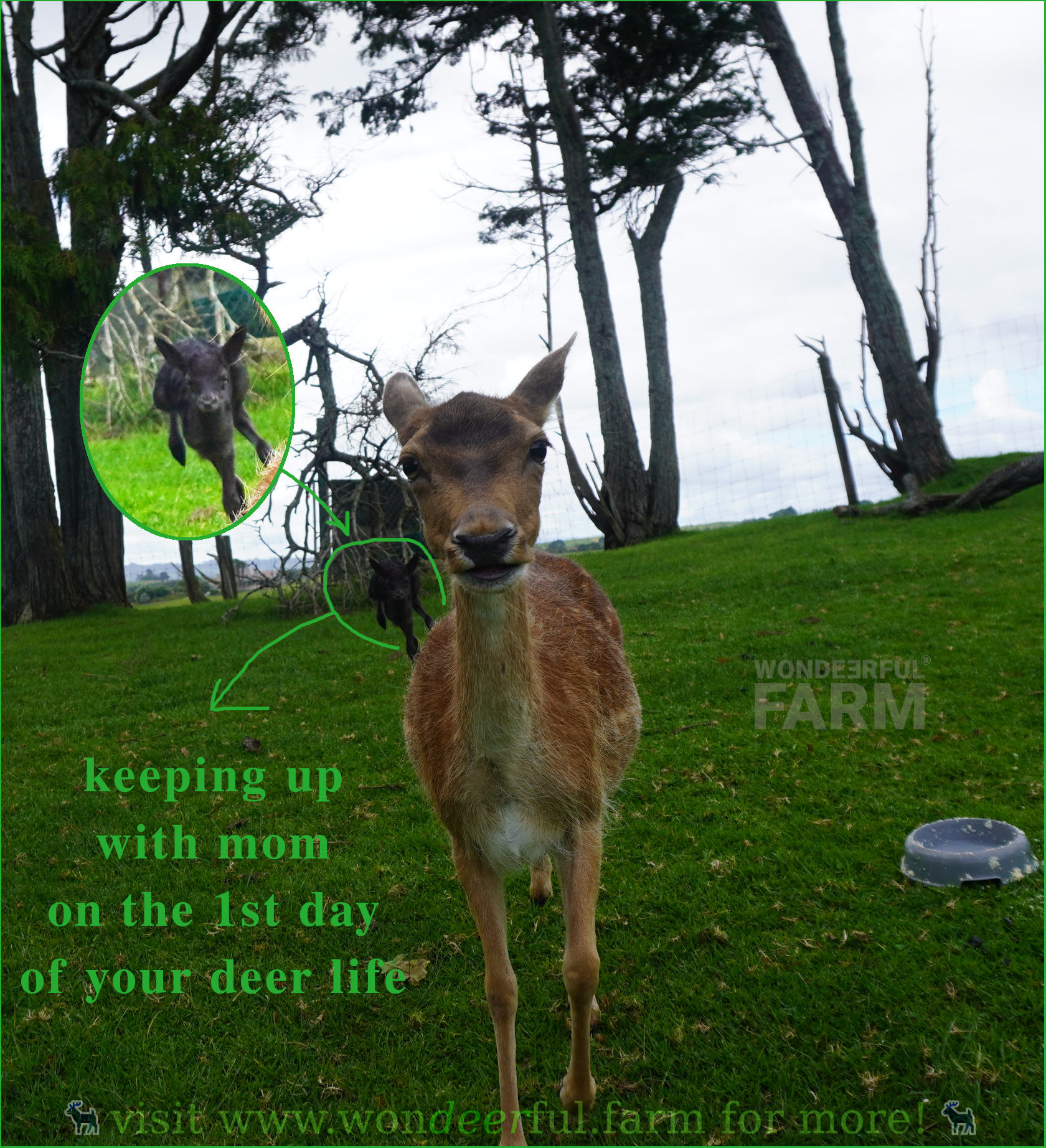 little deer running